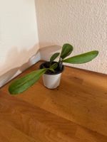 Bulbophyllum grandiflorum