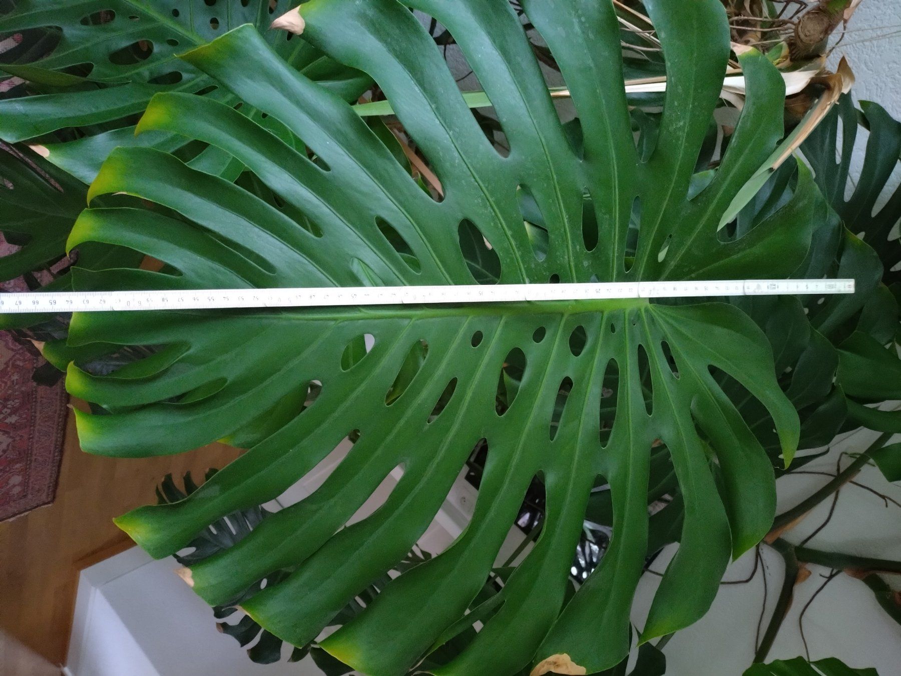 Pflanzen & Samen: Monster Monstera – Gebraucht aus Münchenstein von turteltaub 2