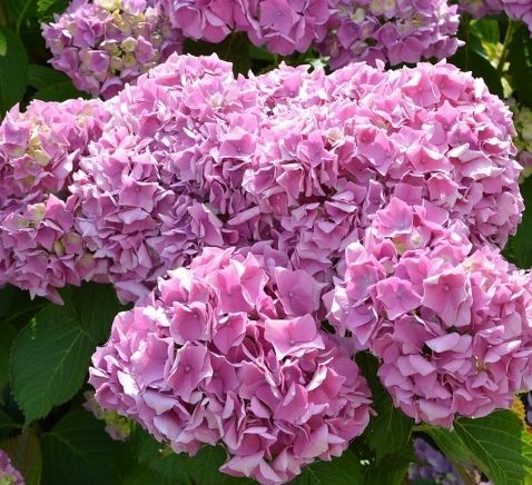 Piante & sementi: Hortensia Hydrangea Macrophylla Magical Revolution H 50 cm – Nuovo e nell'imballaggio originale da Rovio venduto da POSITIFFARTandPLANTS