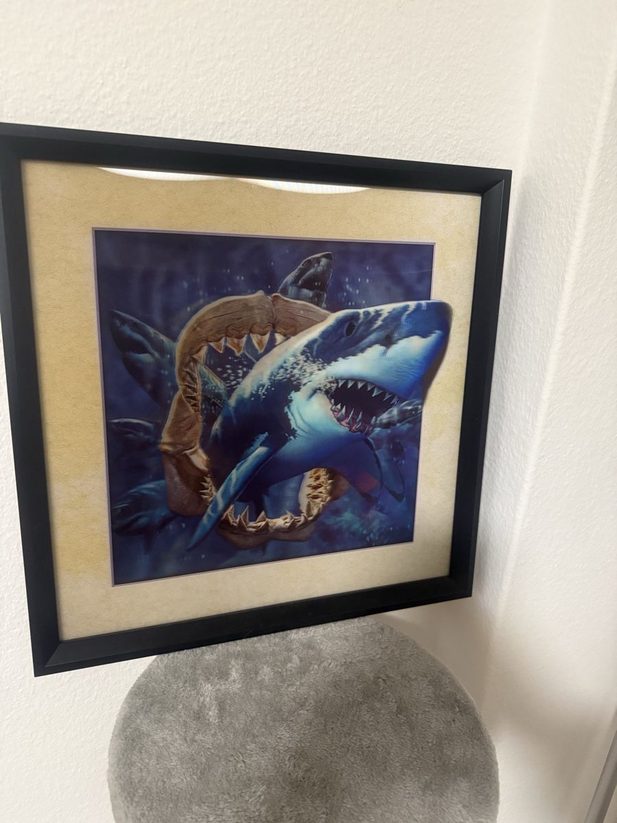 Foto & Immagini: Haifisch-Bild eingerahmt mit coolem 3D Effekt – Nuovo (secondo la descrizione) da Zürich venduto da isabellaferrarx 1