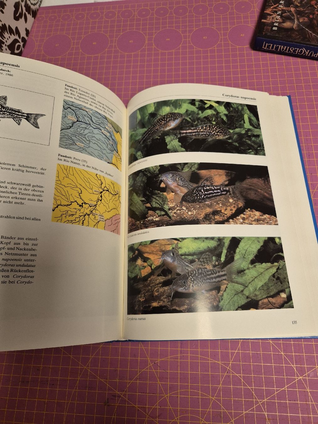 Bücher: Buch Corydoras Panzerwelse Aquaristik – Gebraucht aus Wynigen von La_Talpa 2