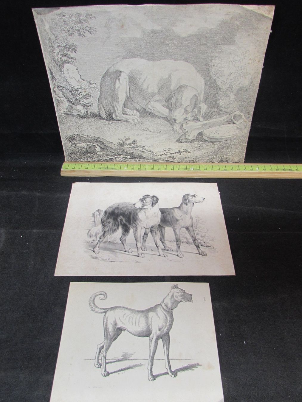 Stiche: 3 antike Hunde, 19.Jh. – Gebraucht aus Walchwil von Shells1 2