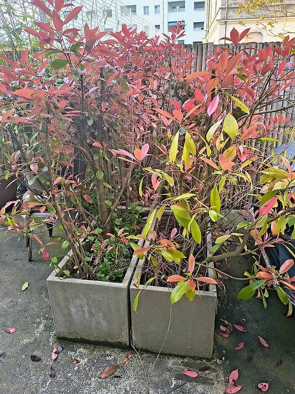 Piante & sementi: Plantes de jardin avec pot – Usato da Clarens venduto da m.cabin 4