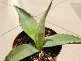 15 cm ↕️ “AGAVE AMERICANA ” ZIERPFLANZE
