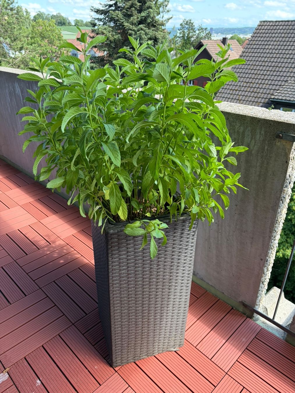 Piante & sementi: Minze Strauch mit Topf – Usato da Buchs ZH venduto da rol_tn8h