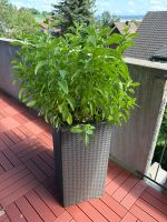 Minze Strauch mit Topf