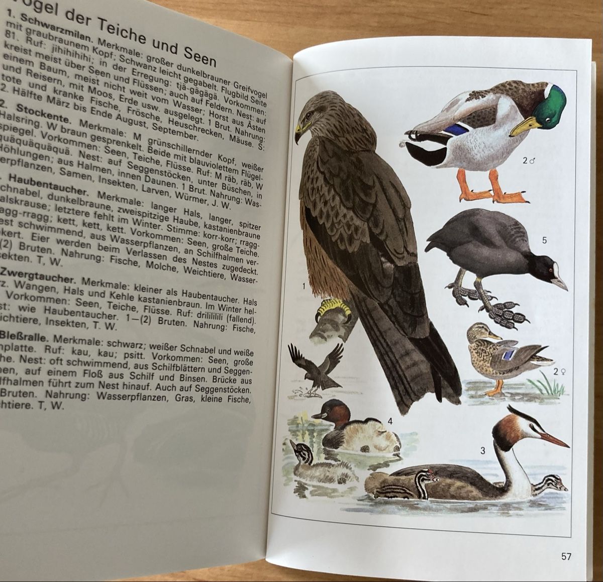 Libri: Einheimische Brutvögel - sehr Interessant – Usato da Schüpfheim venduto da Seerose80 4