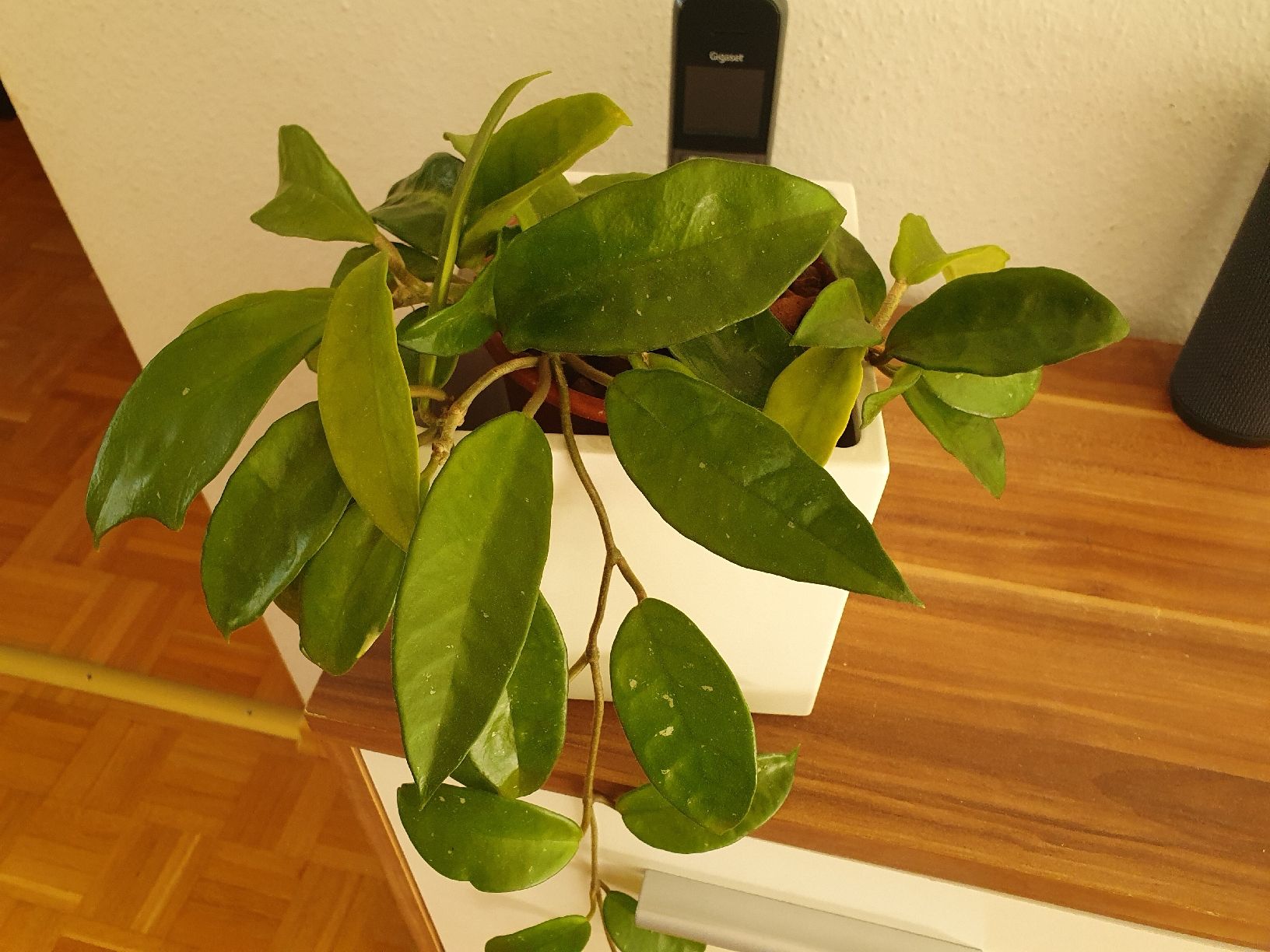 Pflanzen & Samen: Hoja Zimmerpflanze – Gebraucht aus Fällanden von yaromanyuk 1