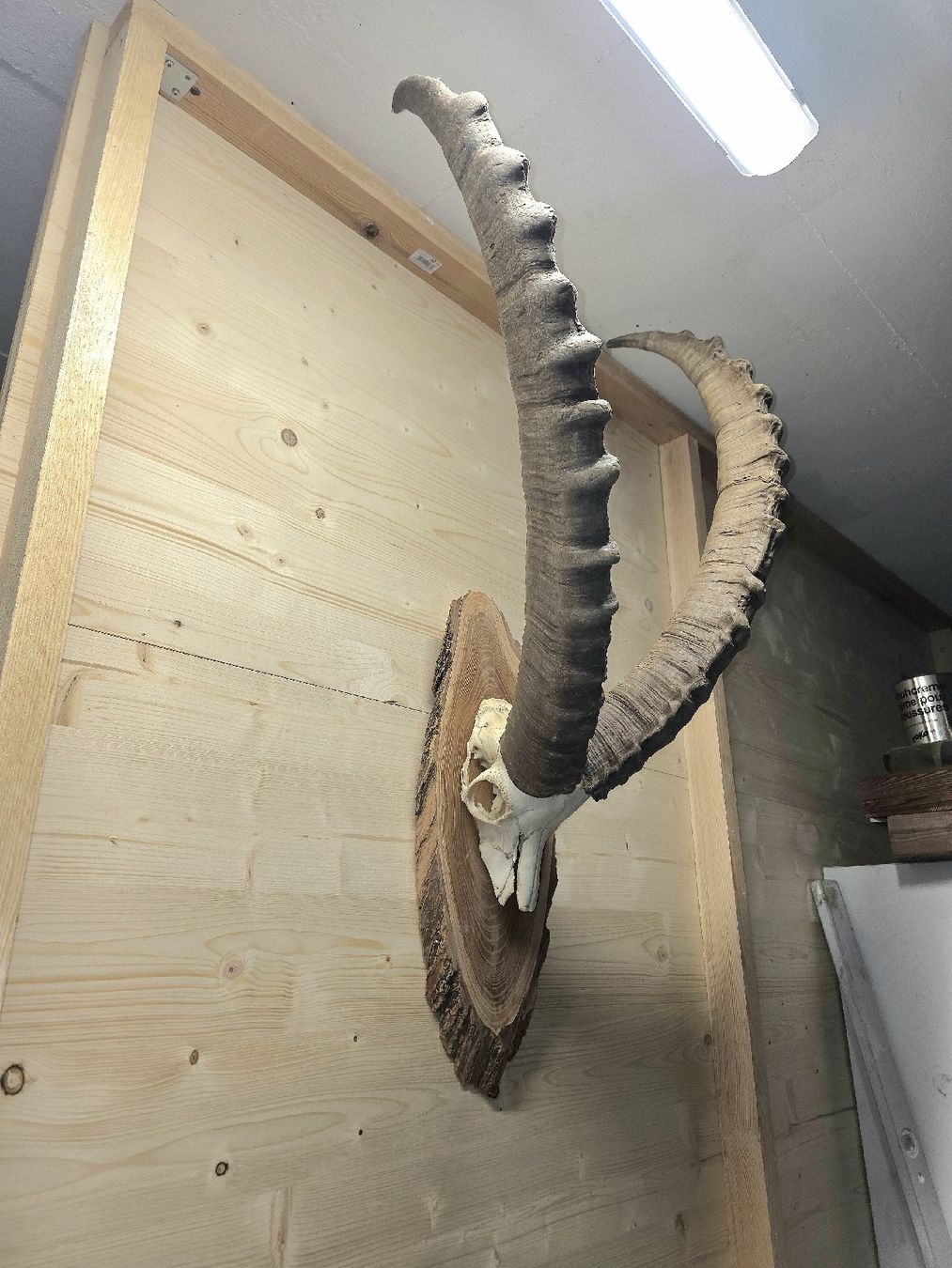 Altre raccolte & rarità: Steinbock aus Graubünden – Usato da Trimmis venduto da leonidas3 4