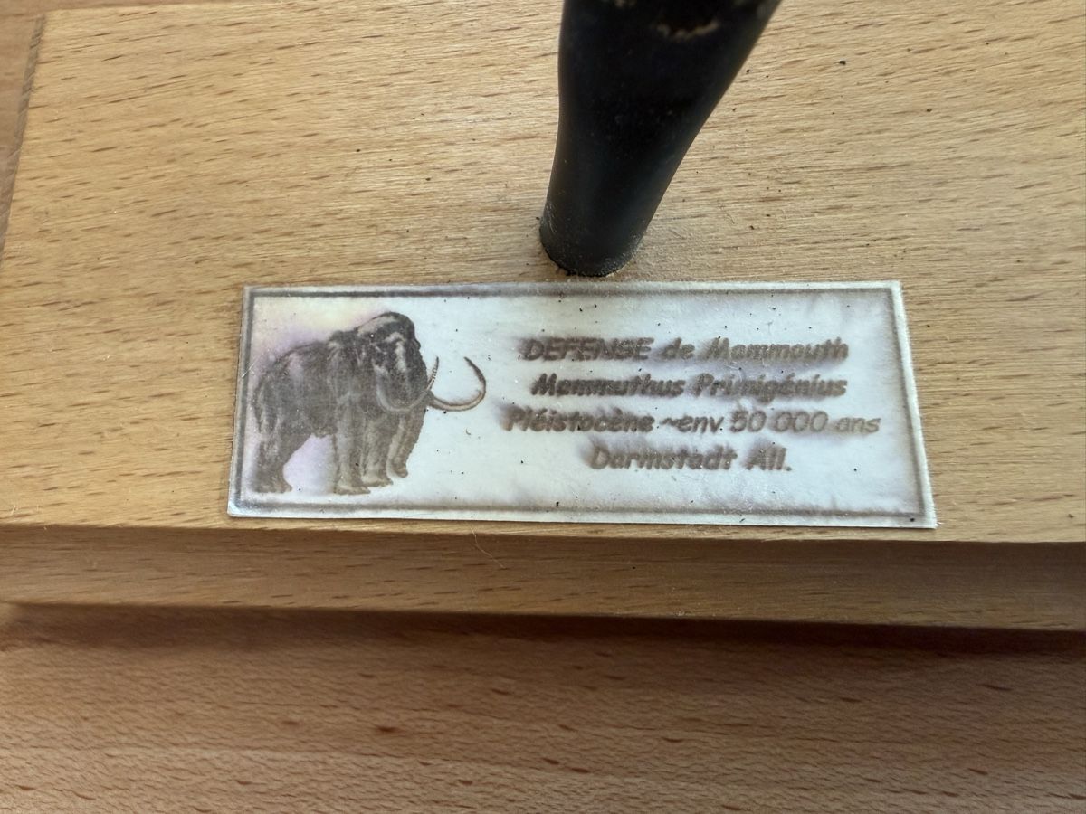 Fossili: Mammut-Stosszahn – Usato da Grenchen venduto da Bastet007 2