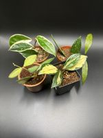 Hoya Set