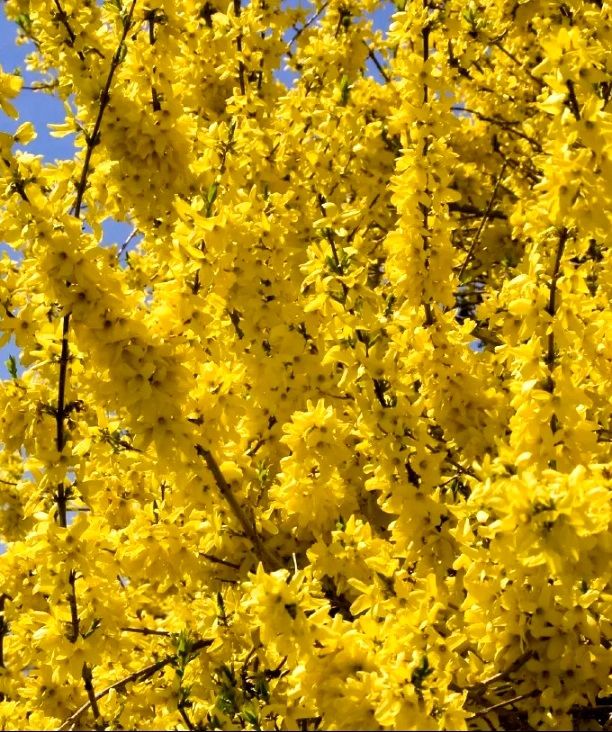 Piante & sementi: FORSYTHIA INTERMEDIA Steckling mit Wurzeln 50cm Strauch – Nuovo e nell'imballaggio originale da Rovio venduto da POSITIFFARTandPLANTS
