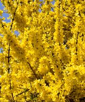 FORSYTHIA INTERMEDIA Steckling mit Wurzeln 50cm Strauch