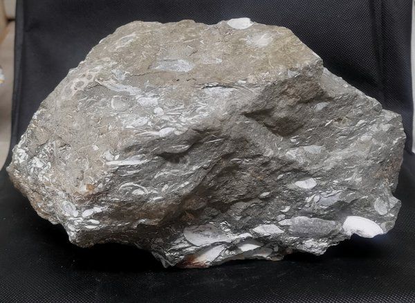 Fossilien: Fossilienkalk – Neu (gemäss Beschreibung) aus Walenstadt von vkt_qc8d