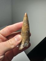 Fossiler Spinosaurus aegyptiacus Zahn