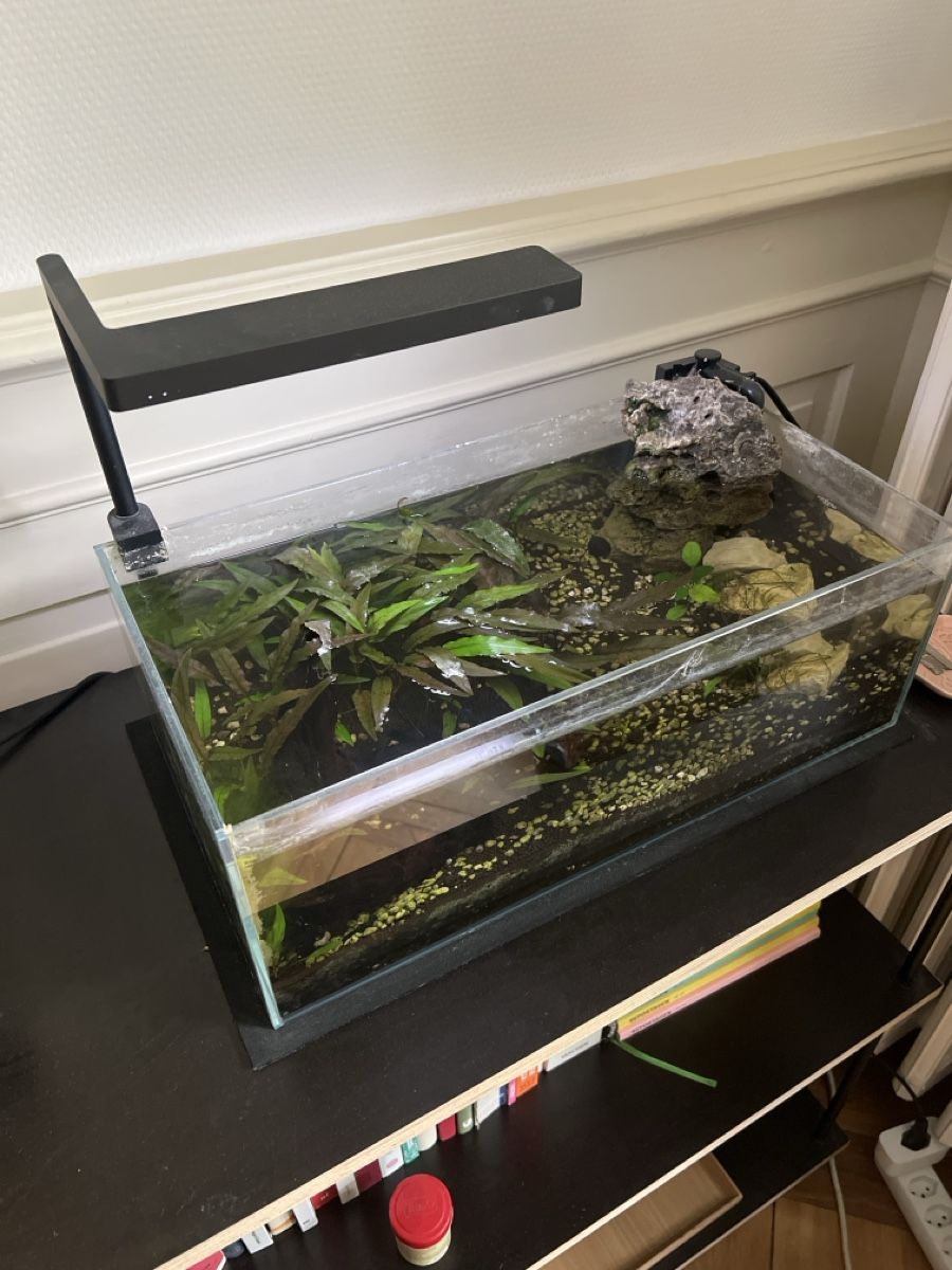 Acquari: Kleines Aquarium ADA  – Usato da Zürich venduto da Leoleiin