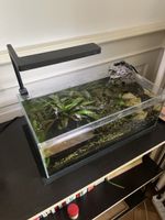 Kleines Aquarium ADA 