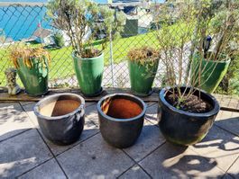 4 x  winterharte glasierte Tontöpfe Übertöpfe Garten