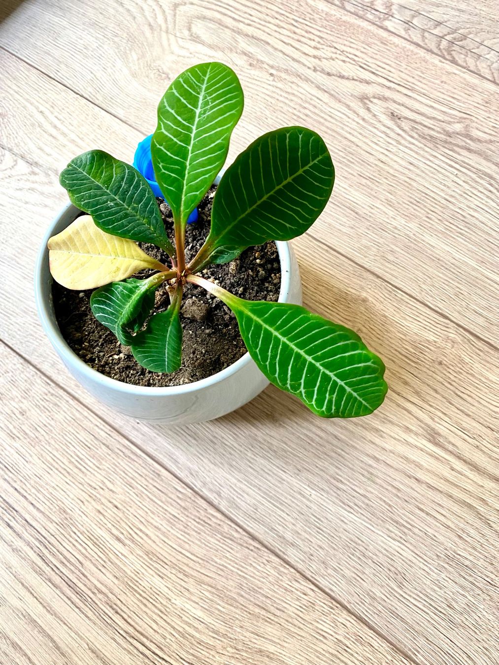 Piante & sementi: Exotic Pflantzen – Usato da Lugano venduto da dir_5287 2