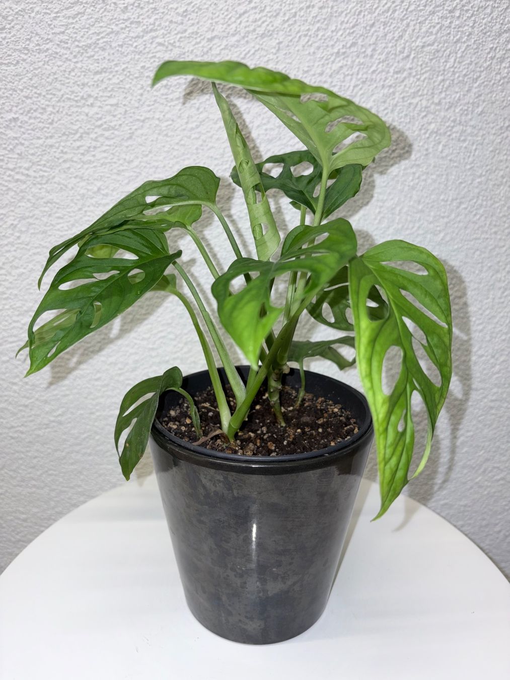 Pflanzen & Samen: Monstera 'Monkey Leaf Monstera adansonii & ceramic cache pot – Gebraucht aus Kilchberg ZH von malibubeach 1