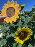 Künstler-Keramik Schale Sonnenblume Handarbeit signiert SU