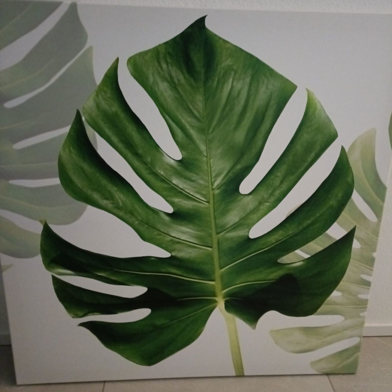 Foto & Immagini: Grosses Bild Monstera Blatt – Usato da Attelwil venduto da mike2882 2