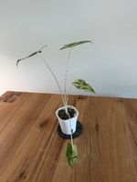 Alocasia Sarian Albo Variegata im SB-Topf
