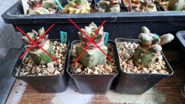 Ariocarpus Retusus cv. Tama Botan, 2024 veredelt