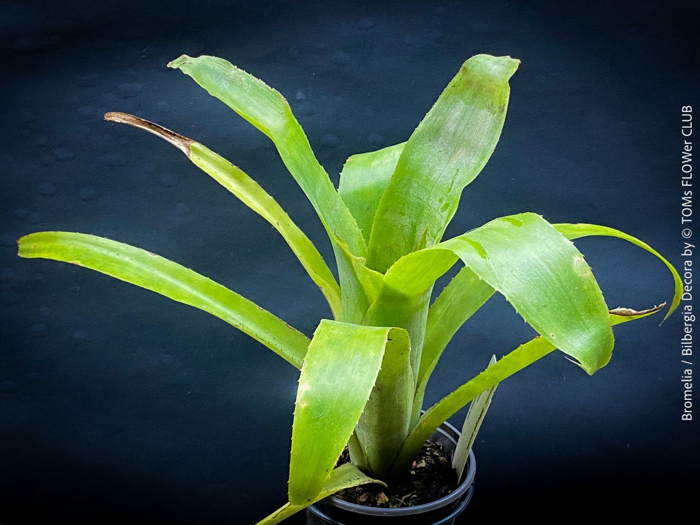 Piante & sementi: Bromelia / Bilbergia Decora - super robuste Pflanze – Nuovo e nell'imballaggio originale da Adliswil venduto da astom369 5