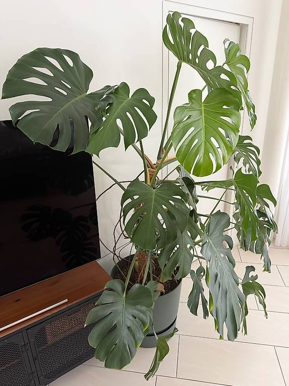 Piante & sementi: Sehr grosse Monstera – Usato da Zürich venduto da domeldidom 3