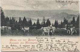 Landwirtschaft/Alpweide/paturage 1899 Lac de Joux VD