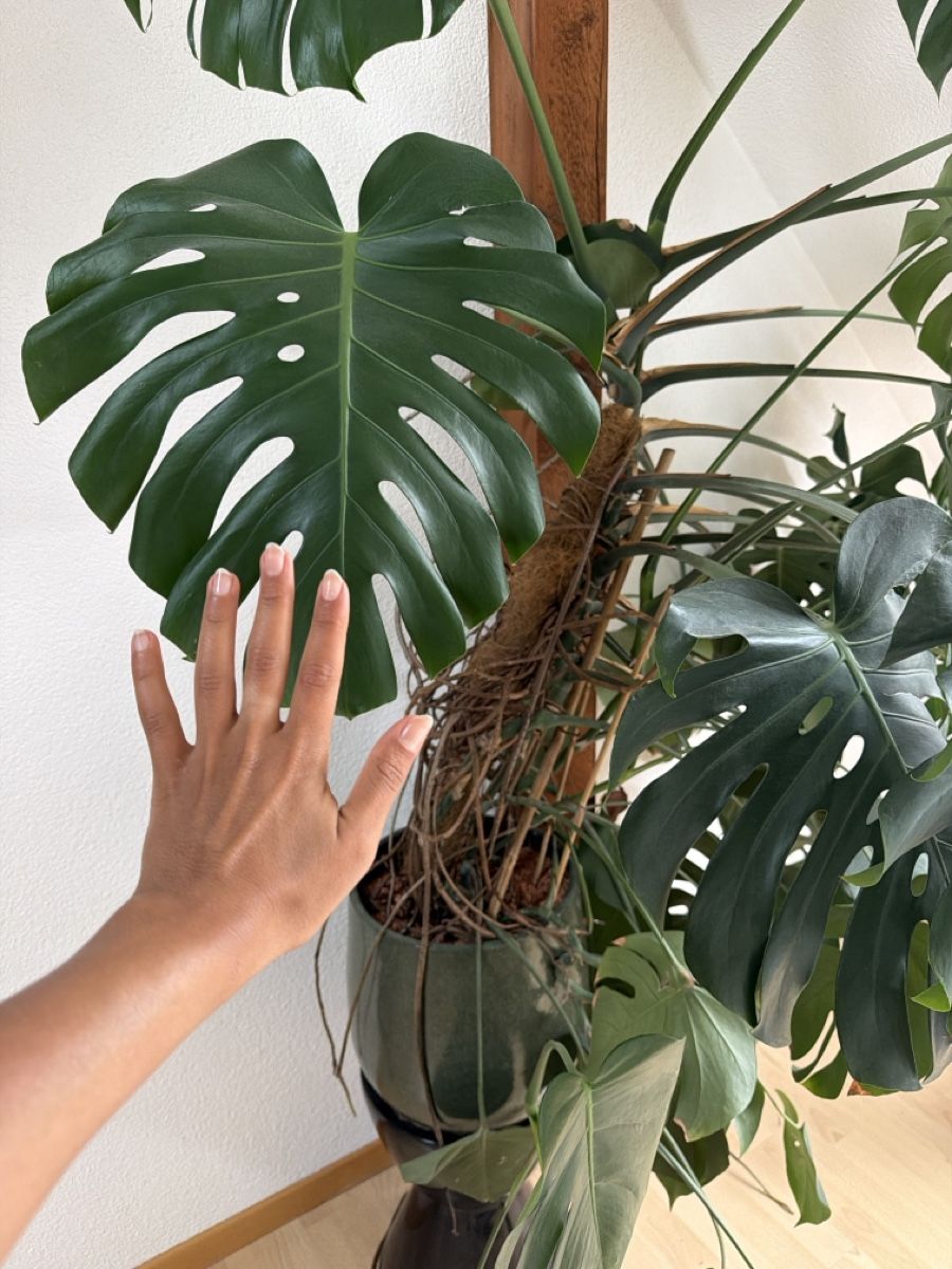 Pflanzen & Samen: Grosse monstera  – Gebraucht aus Zürich von yum_ms7c 1