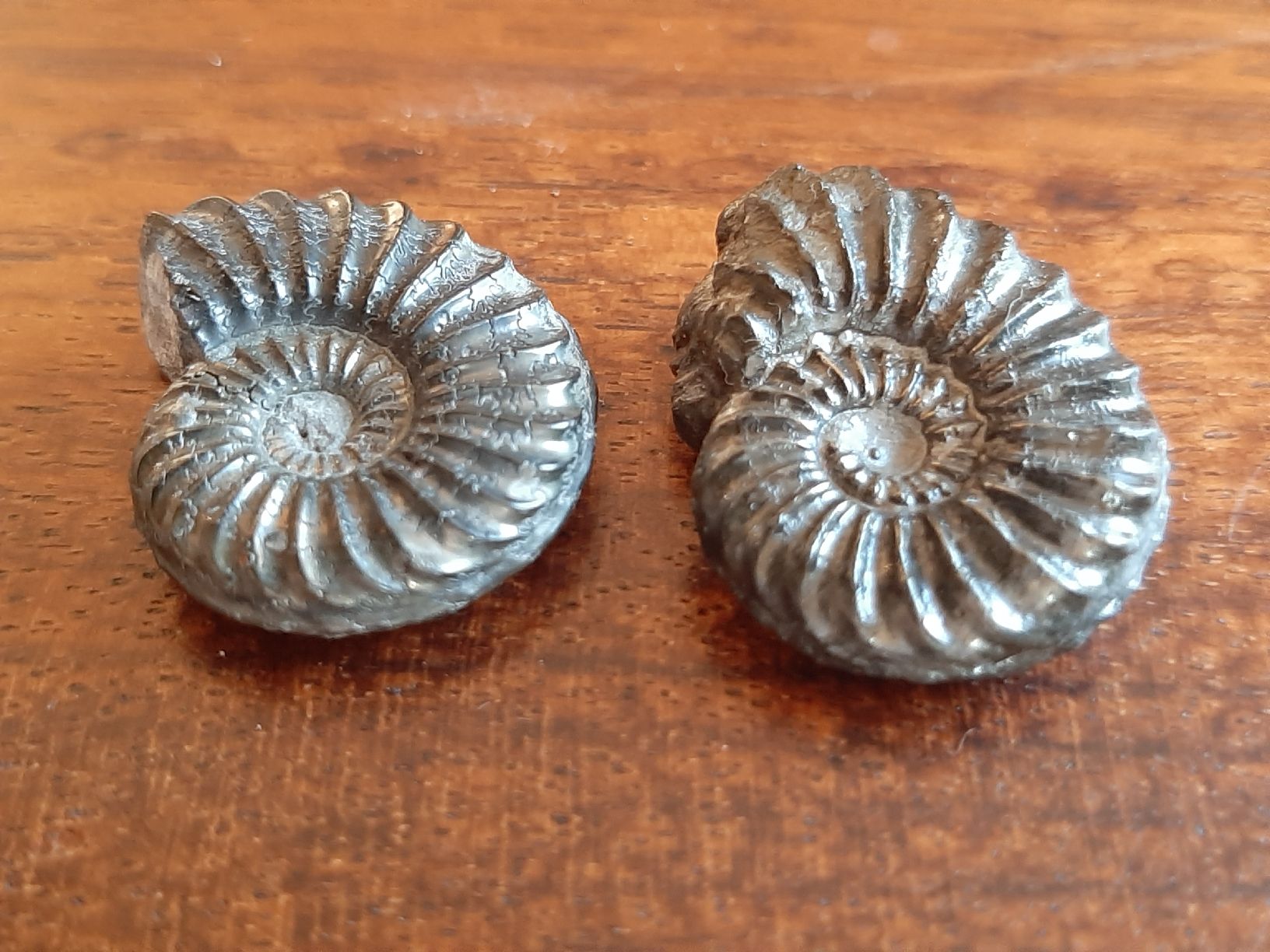 Fossili: Pyrit Ammoniten Frankreich – Usato da Rickenbach BL venduto da Oktober68 4