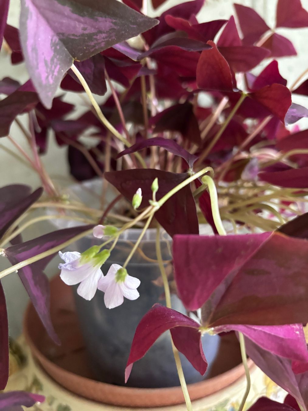 Piante & sementi: Oxalis triangularis - roter Glücksklee – Usato da Jegenstorf venduto da Hibiscus11 1