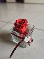 Ewig-Rose in Glaswürfel neuwertig