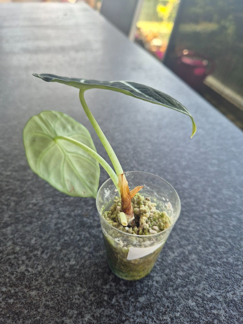Piante & sementi: Alocasia Ninja – Usato da Urtenen-Schönbühl venduto da Pflanzenherberge 2