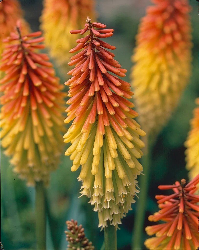 Piante & sementi: Fackellilie - Kniphofia uvaria 'Grandiflora' - 50 Samen – Nuovo e nell'imballaggio originale da Sumiswald venduto da Cham14559