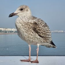 Profile image of Silverchair41