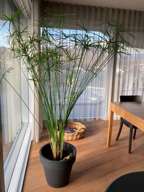 Wunderschöne Papyrus Zimmerpflanze mit Topf Kaufen auf Ricardo