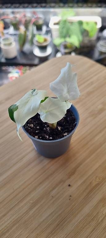 Piante & sementi: Alocasia Cucullata variegata – Usato da Wallenwil venduto da pet_mz5n