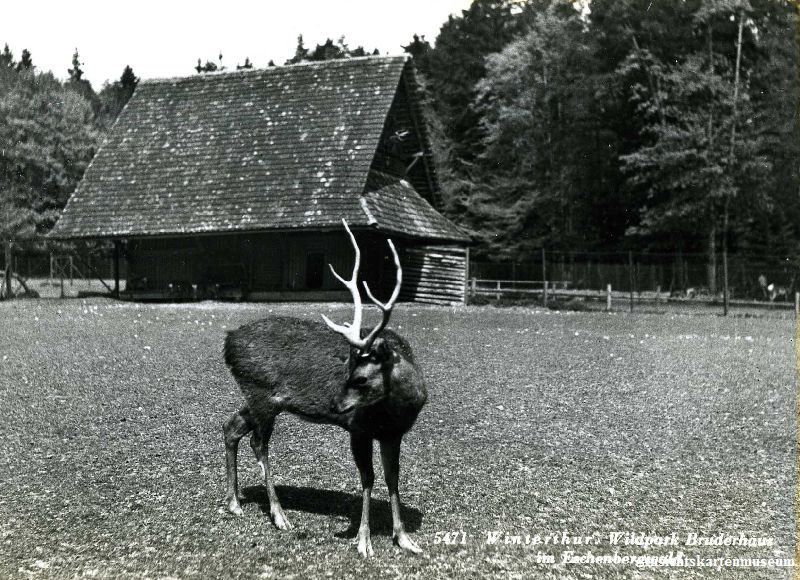 Cartoline postali: Winterthur - Wildpark Bruderhaus + c1955 – Usato da Emmenbrücke venduto da teestube