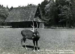 Winterthur - Wildpark Bruderhaus + c1955