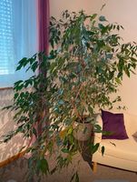 Zimmerpflanze Ficus Benjamina gross mit Topf guter Zustand