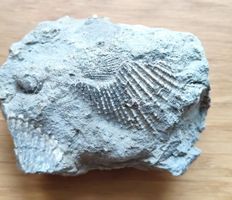 Fossil Muschel Gestein schöner Abdruck Fund