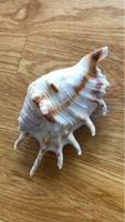 Dekorative Stachelmuschel, ein Hauch vom Sommer 🐚