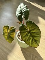 🌿 Alocasia Yucatan Princess – established plant