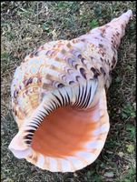 Muschel „TRITONSHORN“