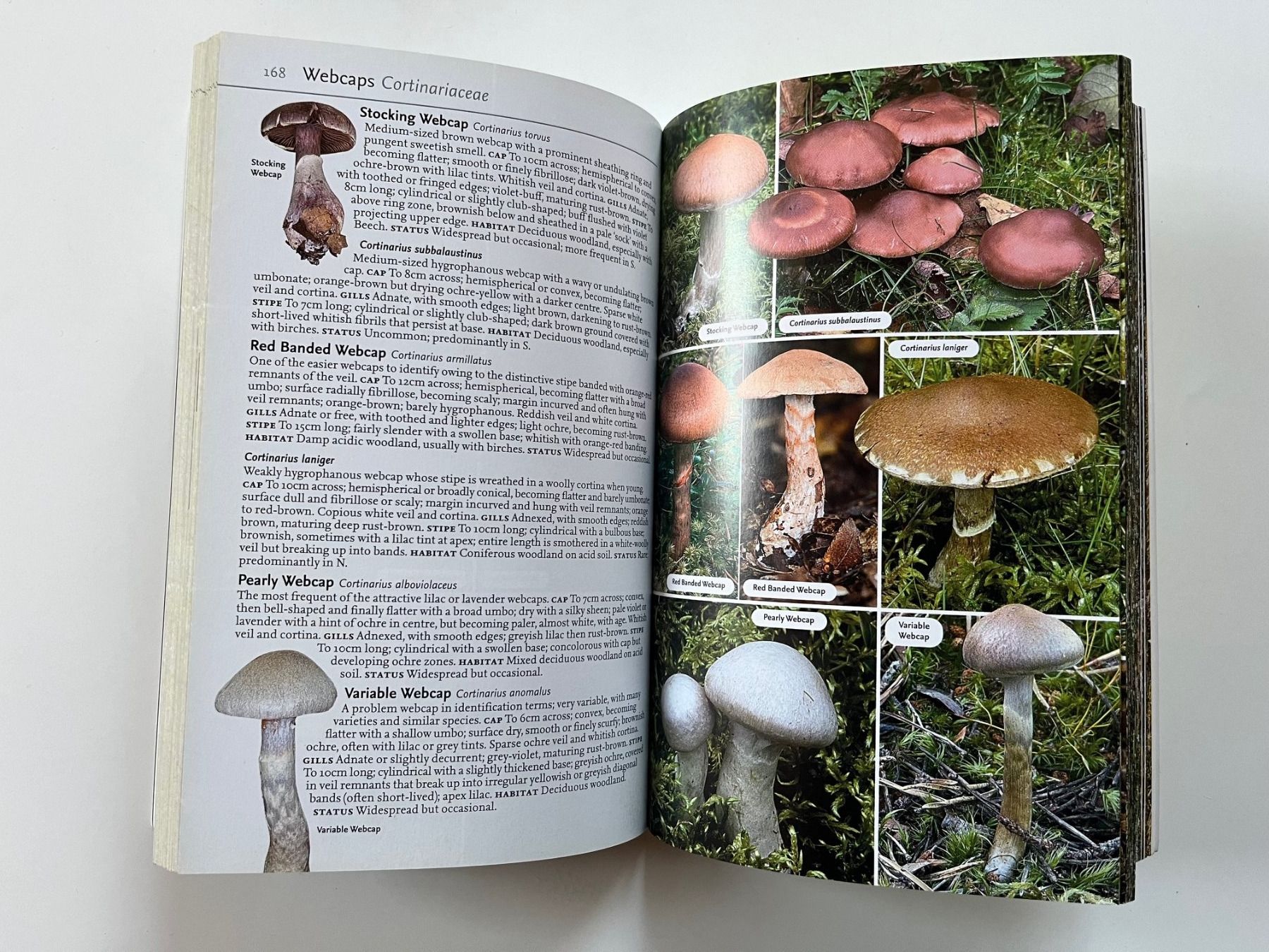 Libri: Collins Complete Guide to British Mushrooms Toadstools – Usato da Laufen venduto da Nuria44 8