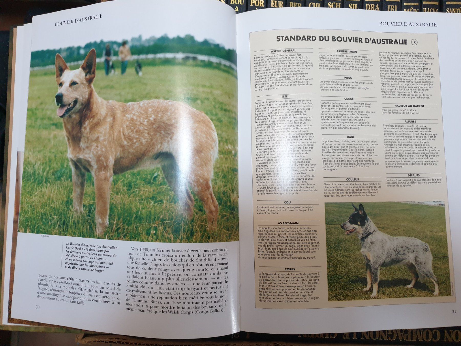 Libri: Encyclopédie sur les chiens – Usato da Chessel venduto da Durabloc 3