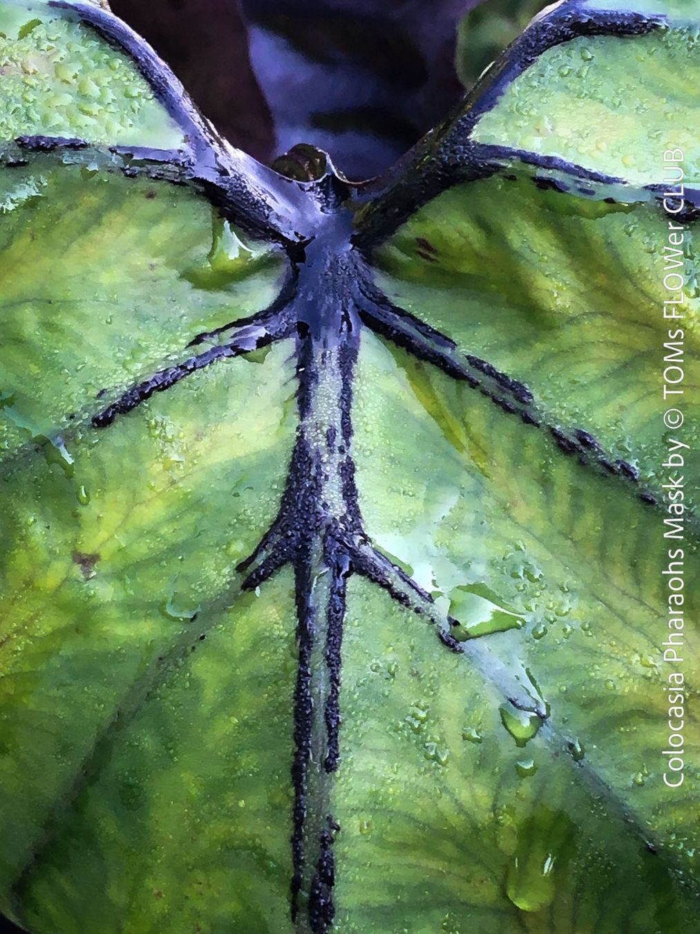 Piante & sementi: Colocasia Pharaohs Mask - 100% Bio-Pflanze – Nuovo e nell'imballaggio originale da Adliswil venduto da astom369 5